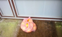IMG-20201216-WA0010